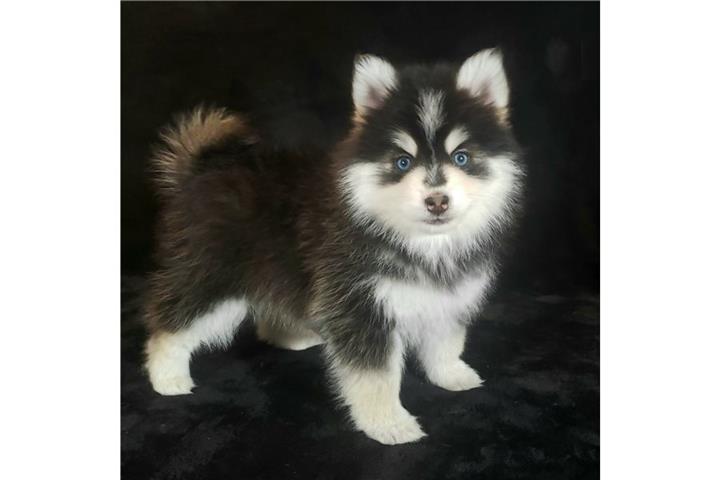 $500 : Pomsky y husky Perritos venta image 1