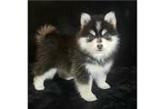 Pomsky y husky Perritos venta en Los Angeles