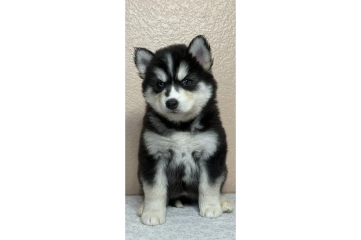$400 : Siberian Husky image 3
