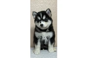 $400 : Siberian Husky thumbnail