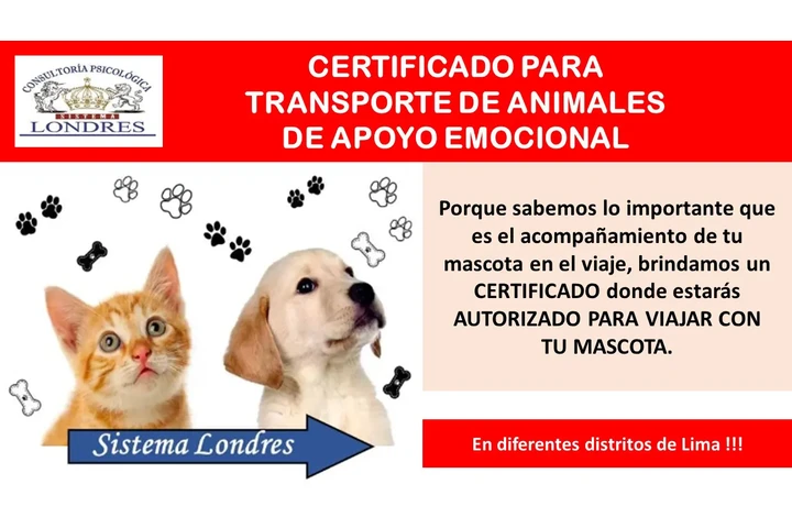 Viajar con mascotas es posible image 1