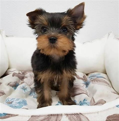 $350 : Yorkshire terrier puppie image 2