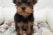 $350 : Yorkshire terrier puppie thumbnail
