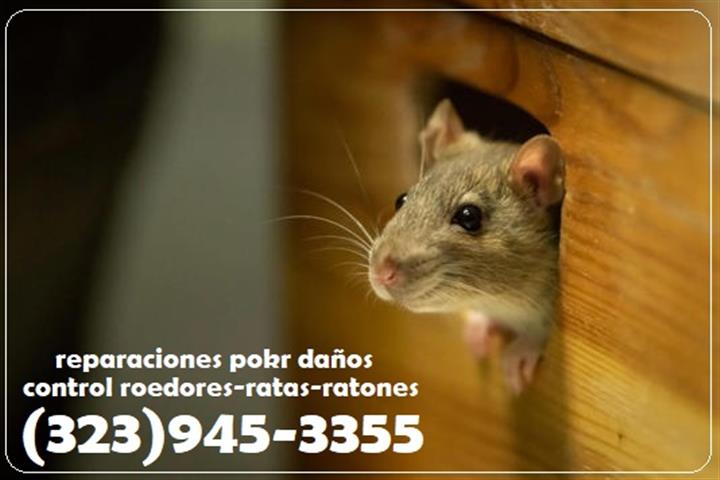 CONTROL RATAS RATONES 24/7 image 2