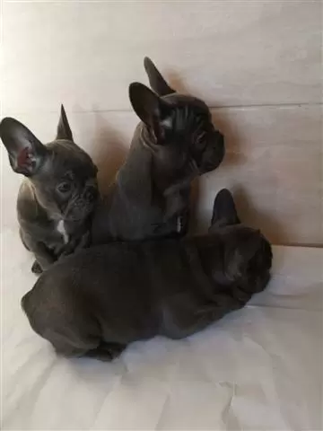 $450 : Cute French Bulldog Puppies image 3