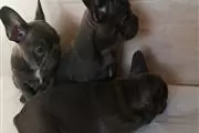 $450 : Cute French Bulldog Puppies thumbnail