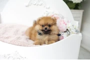 Micro Pomerania en Atlanta