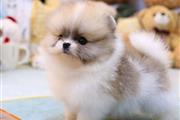 $300 : Pomeranian and French bulldogs thumbnail