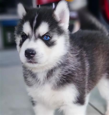 $500 : Hermosos husky siberiano image 1