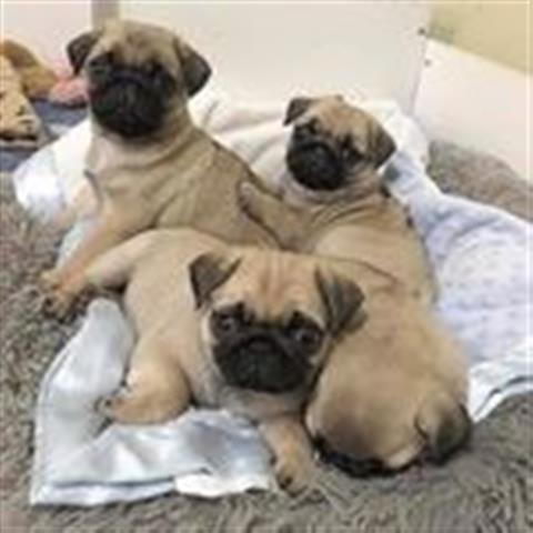 $500 : Amazing pug puppies for sale image 1