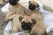Amazing pug puppies for sale