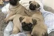 Amazing pug puppies for sale en Montreal