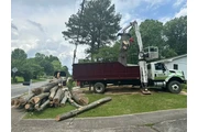 Mora's Tree Service LLC thumbnail