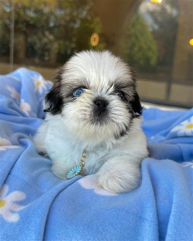 $350 : Shihtzu image 4