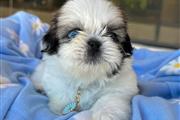 $350 : Shihtzu thumbnail