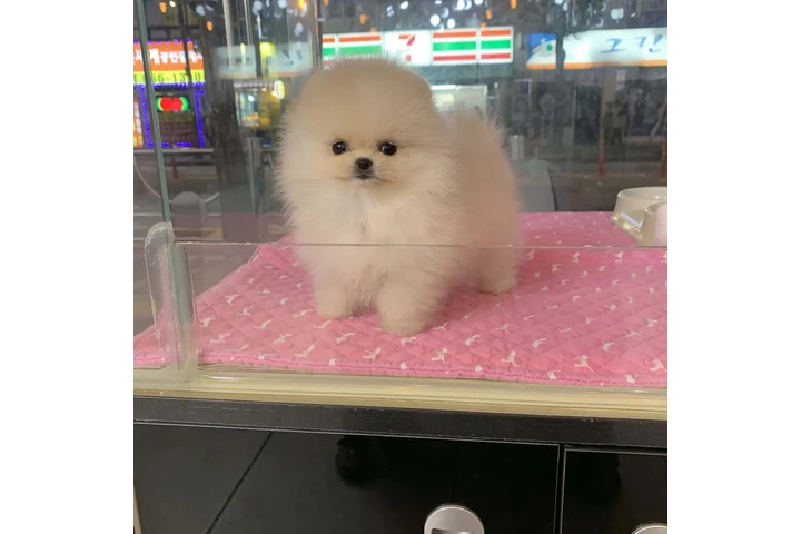 $350 : Pomerania en venta image 2