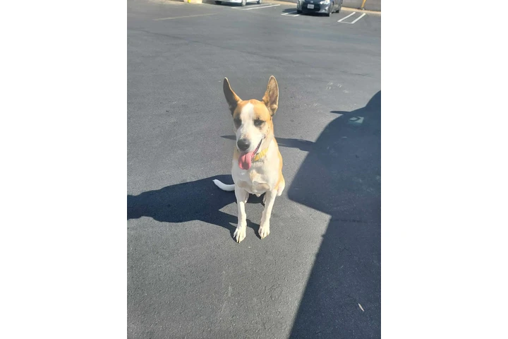 $1 : Perro guardian. image 3