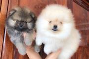 $375 : Cachorros de Pomerania entrena thumbnail