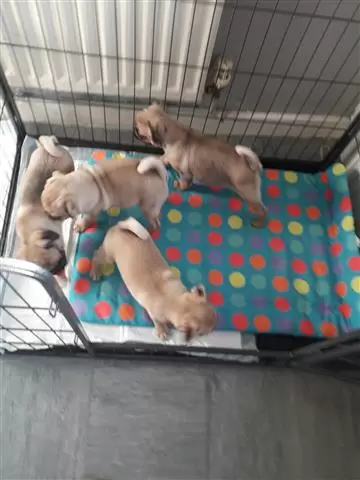$600 : male and female Pug Puppies image 3