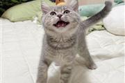 $500 : British Shorthair Kittens. thumbnail