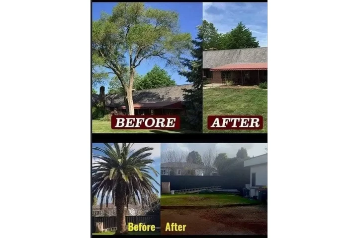 Tree removal TREE SERVICE image 4