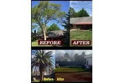 Tree removal TREE SERVICE thumbnail