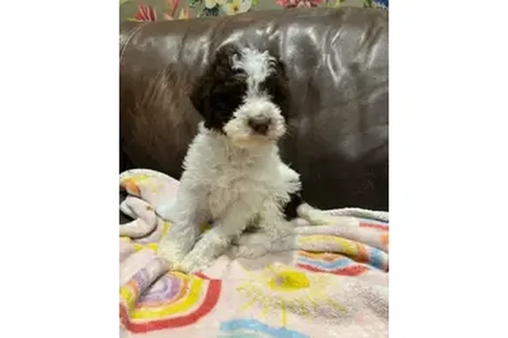 $600 : lagotto romagnolo puppies image 2