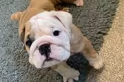 adorable bulldog ingles