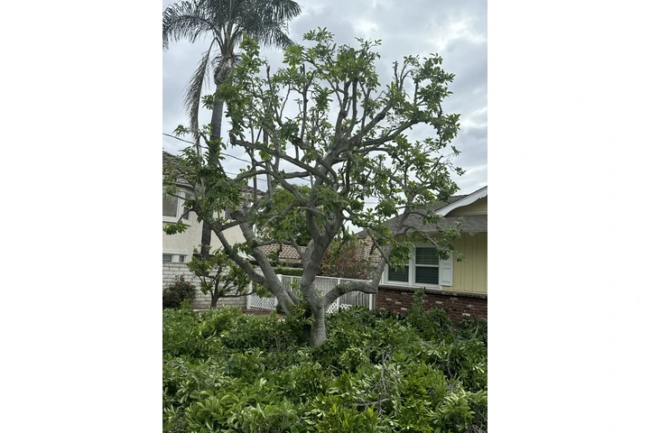 Trees cervise image 4