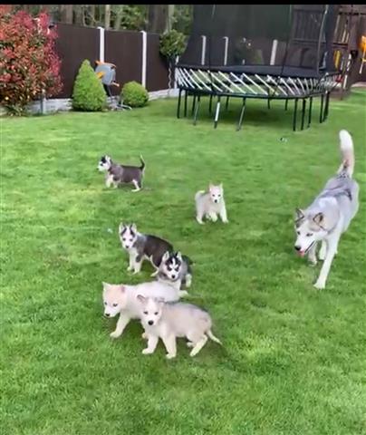 $500 : cute Siberian Husky Puppies image 1