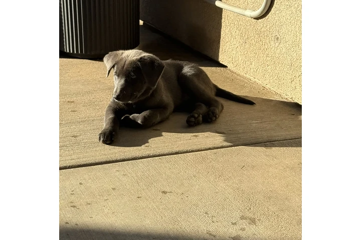 $150 : Lab mix puppies image 6