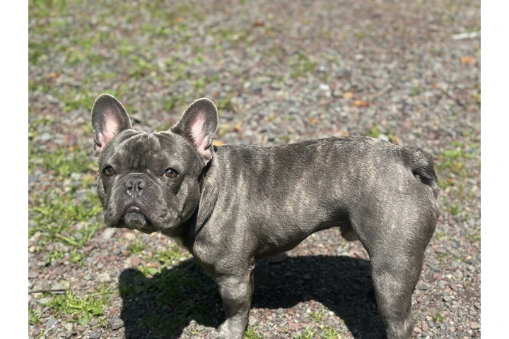 $1500 : French bulldog image 5