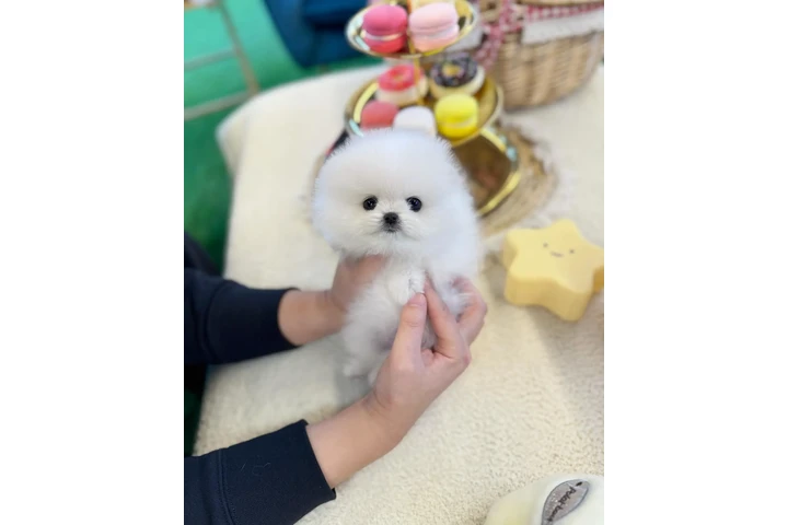 $250 : Pomeranian puppy for sale image 3
