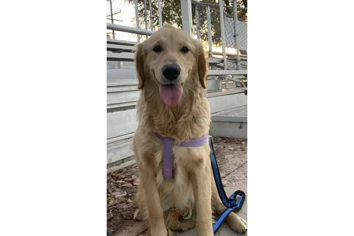 Golden retriever image 2