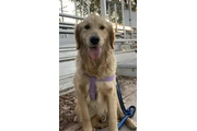 Golden retriever thumbnail