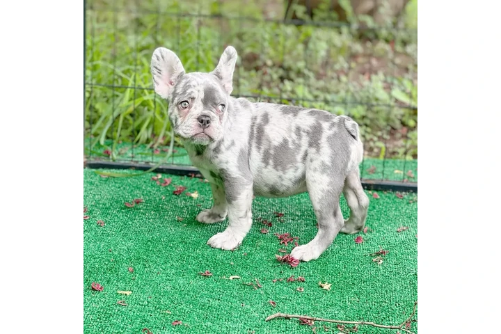 $400 : French bulldog image 4