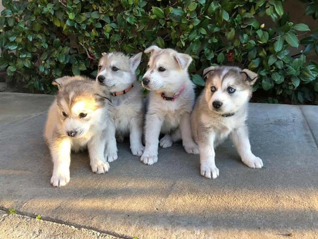 Cachorros siberianos husky image 3