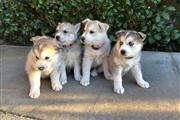 Cachorros siberianos husky thumbnail