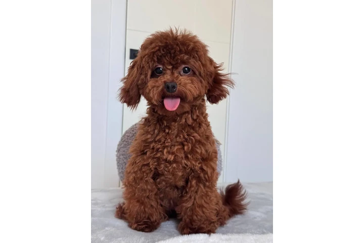 $350 : Lovely Maltipoo Puppies image 3