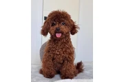 $350 : Lovely Maltipoo Puppies thumbnail