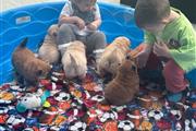 Cachorros Chow Chow saludables en San Francisco Bay Area