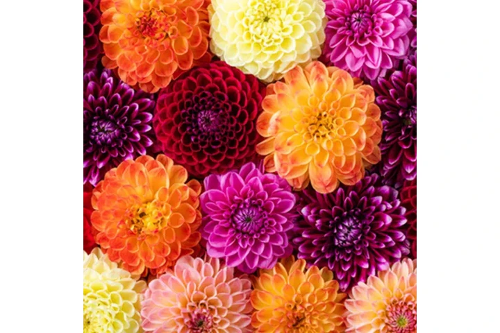 Premium Roses Wholesale image 7