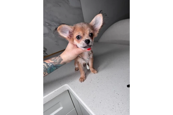 $300 : Teacup Chihuahua puppies image 5