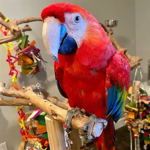 $800 : Scarlet Macaw Babies for sale image 1