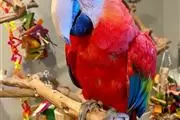 Scarlet Macaw Babies for sale en Virgin Islands