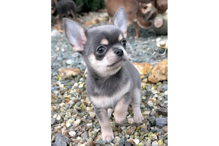 $350 : Chihuahua taza de té image 1