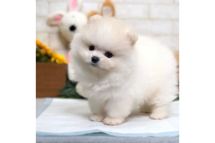 $300 : French bulldog and Pomeranian image 2