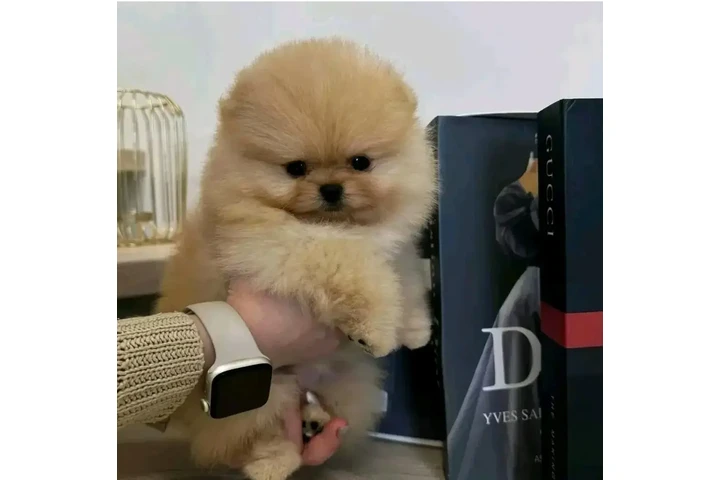 $350 : Pomeranian puppies image 2