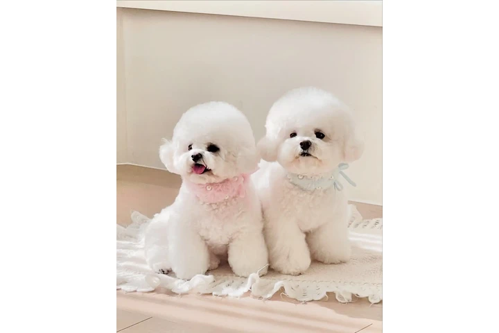 $700 : Bichon frise image 2