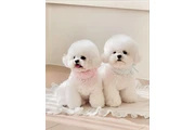 $700 : Bichon frise thumbnail